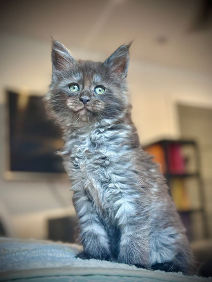 🪄 Maine Coon Les Aristocoons Harry Potter Black Smoke Polydactyle