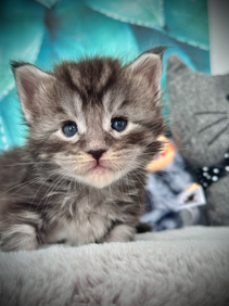 Ohana - Maine Coon kitten, 3 weeks old