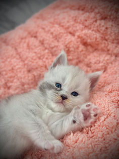🍎 Maine Coon Les Aristocoons Blanche Black Silver Shaded & Blanc
