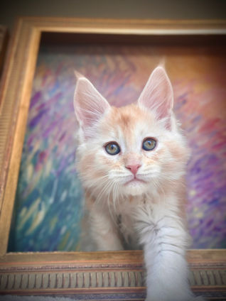 🪄 Maine Coon Les Aristocoons Ron Weasley Red Smoke Polydactyle