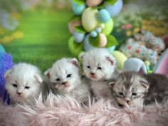 Toute la portée de chatons Maine Coons de la portée Blanche-Neige. 