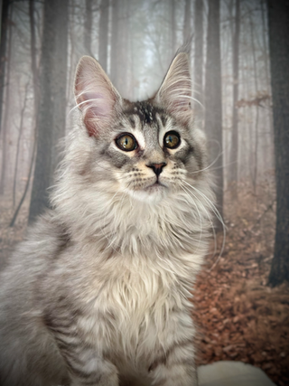 Kawena Maine Coon Black Silver Ticked Tabby - 17-week-old kitten