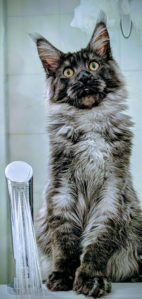 🏝️ Maine Coon Les Aristocoons Cobra – Devenu Milan