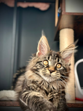 🎄 Maine Coon Les Aristocoons Chiara Lou Brown Classique Tabby – Polydactyle