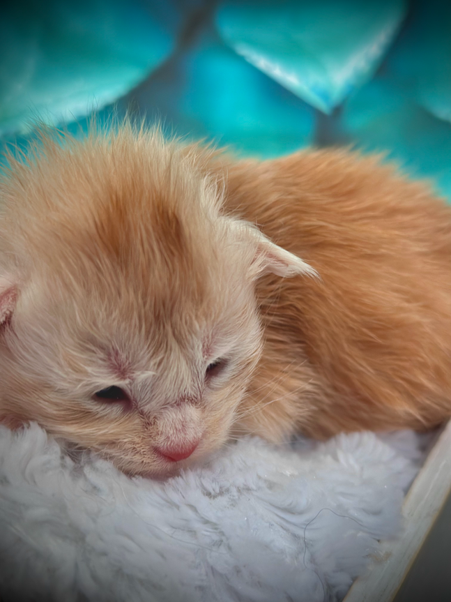 🌟 Peter Pan Maine Coon Red Smoke - 2-week-old kitten
