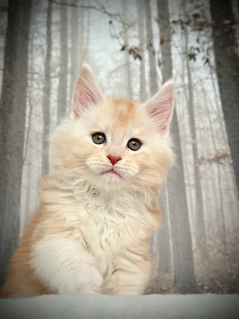 🌟 Peter Pan Maine Coon Red Smoke - 8 weeks old