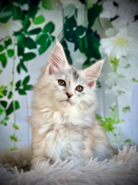 🌟Clochette Maine Coon Black Silver Tortie - 10 semaines de vie  