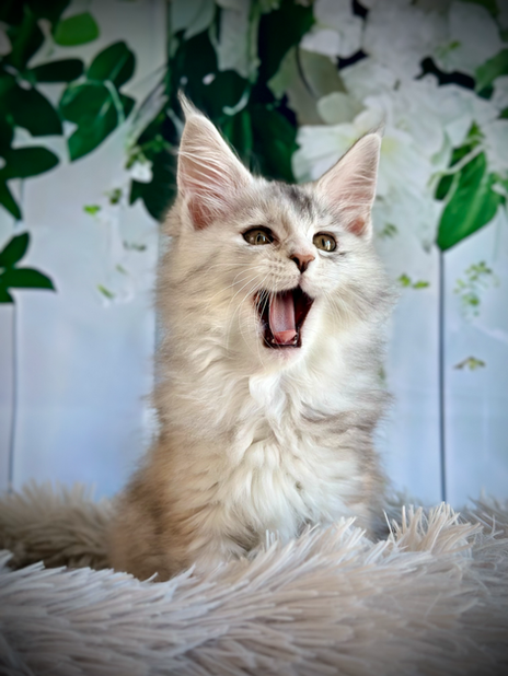 🌟Clochette Maine Coon Black Silver Tortie - 10 semaines de vie  