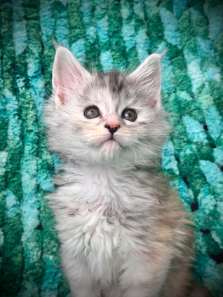 ๐ Clochette Maine Coon Black Silver Tortie - 7 semaines de vie