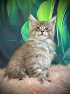 🎄 Maine Coon Les Aristocoons Grinch - Blue Silver Tabby