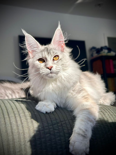 🌟 Maine Coon Les Aristocoons Clochette Black Smoke Tortie