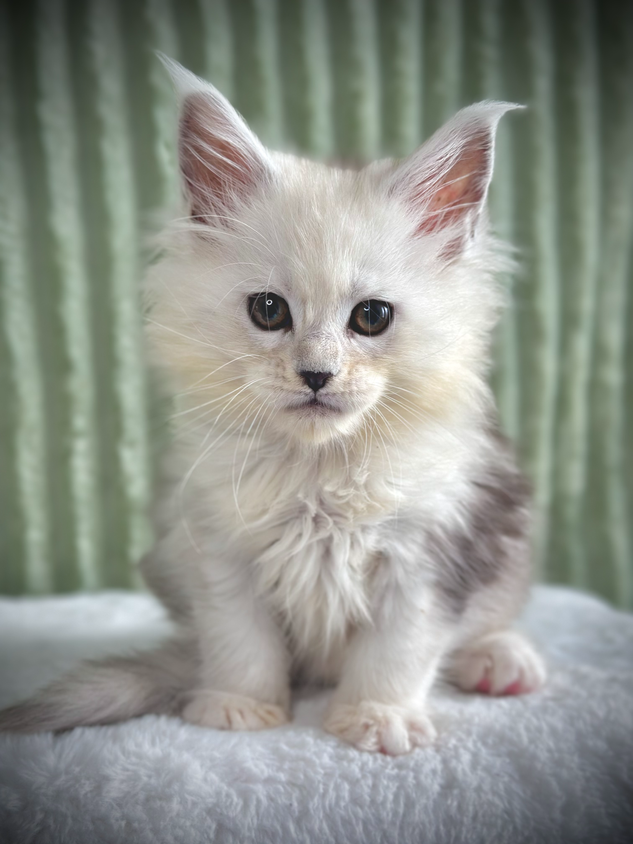 Jasmine Maine Coon de 9 semaines