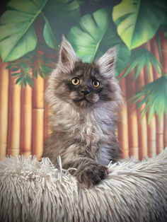 🎄 Maine Coon Les Aristocoons Betty Lou Black Smoke – Polydactyle 