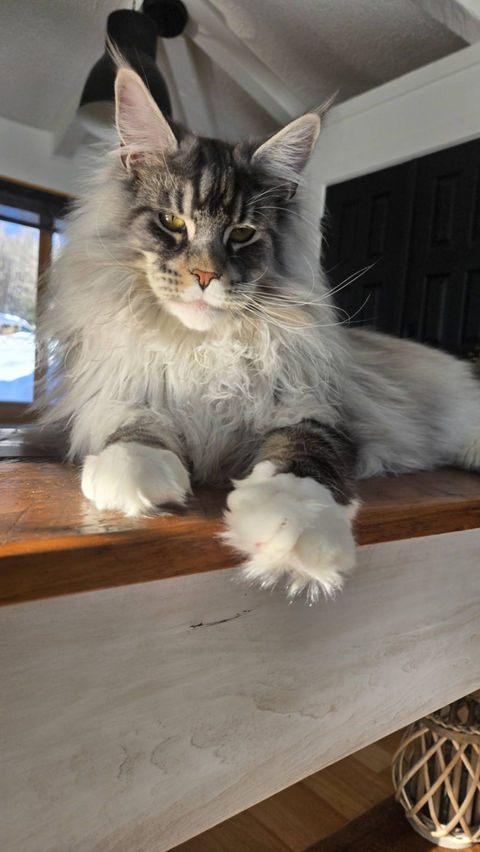 🧞♂️ Maine Coon Les Aristocoons Ali – Devenu Zack Black Silver Blotched Tabby & Blanc