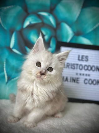 ๐ Maine Coon Les Aristocoons Happy Black Silver Shaded & Blanc
