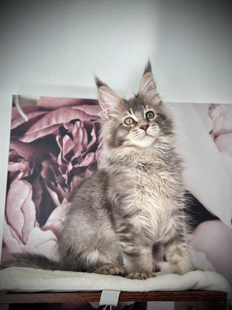 Stitch Maine Coon Bleu Silver Ticked Tabby - Chaton de 13 semaines