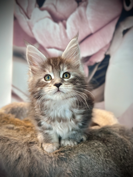 Ohana Maine Coon Black Silver Tabby - 8-week-old kitten