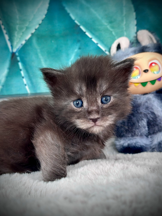 Angel - Chaton Maine Coon 3 semaines de vie