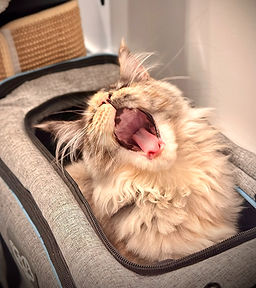 Lady Maine coon Black smoke Tortie avec ses dents de "chaws"