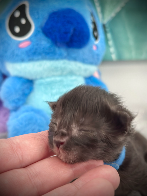 Maine coon Hawaii - naissance 