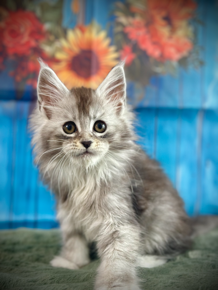 🌟Sky Maine Coon Black Silver Ticked Tabby & White - 9 weeks old