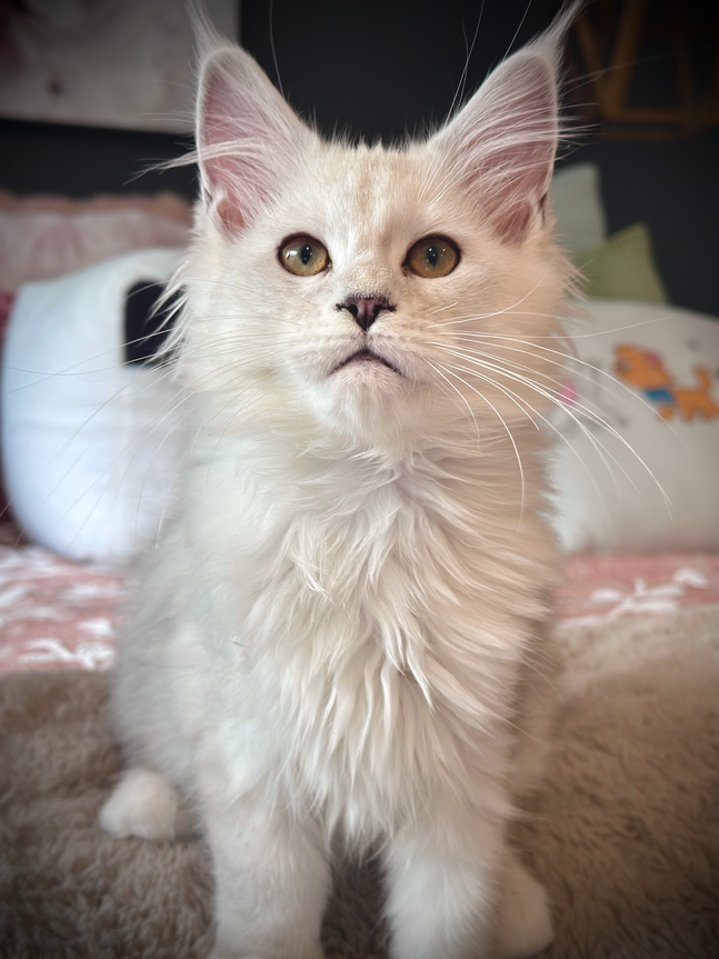 Jasmine Chaton Maine Coon de 15 semaines