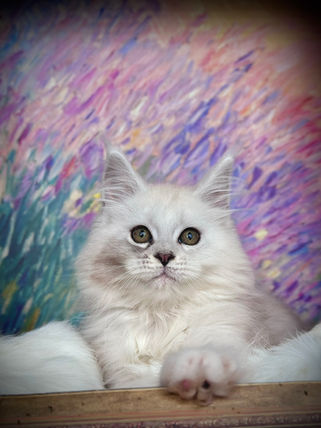 🍎 Maine Coon Les Aristocoons Blanche Black Silver Shaded & Blanc