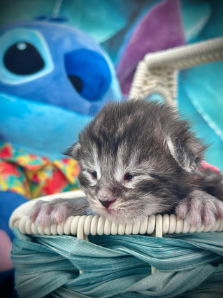 Ohana - Maine Coon kitten, 1 week old