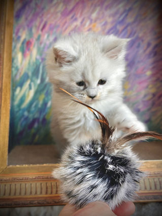 π Maine Coon Les Aristocoons Blanche Black Silver Shaded & Blanc