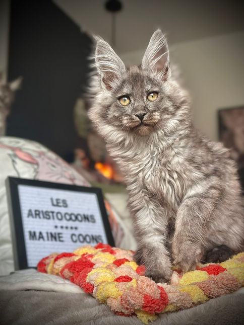 🪄 Maine Coon Les Aristocoons Bellatrix Black Smoke