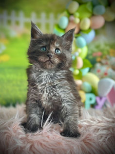 🪄 Maine Coon Les Aristocoons Harry Potter Black Smoke Polydactyle