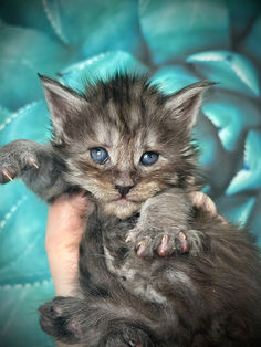 🪄 Maine Coon Les Aristocoons Bellatrix Black Smoke 