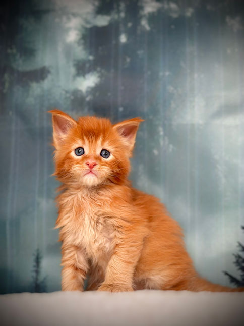 🪄 Maine Coon Les Aristocoons Arthur Weasley Red Solide Polydactyle