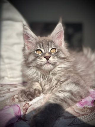 🎄 Maine Coon Les Aristocoons Grinch Blue Tabby