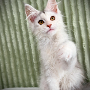 Kiara Maine Coon de 15 semaines