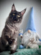 Daemon Maine Coon Black Smoke Polydactyle qui se pose des questions sur la CMH