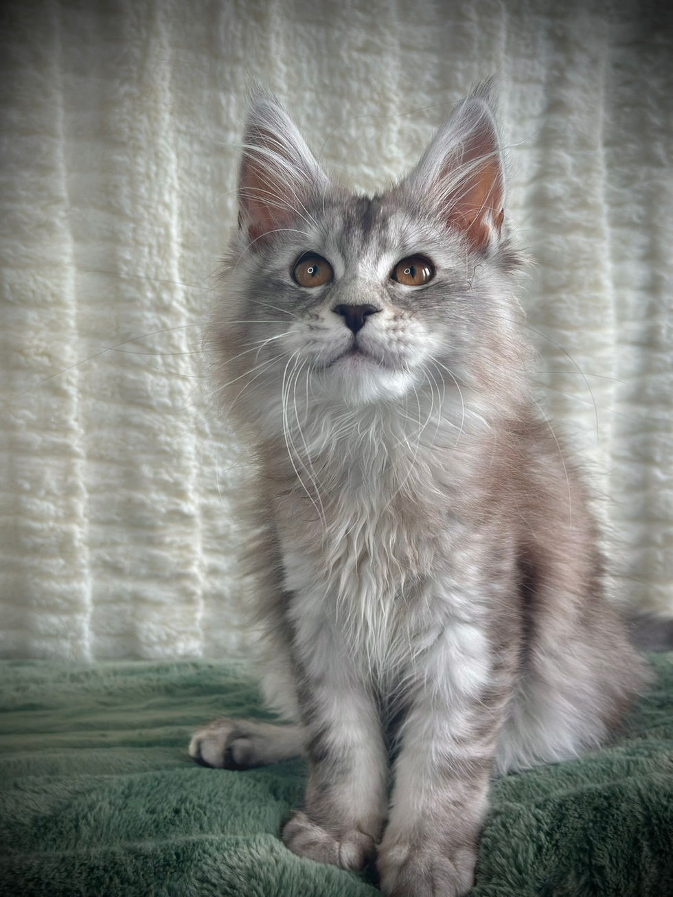 Sarabi Chat Maine Coon Black Silver Ticked Tabby