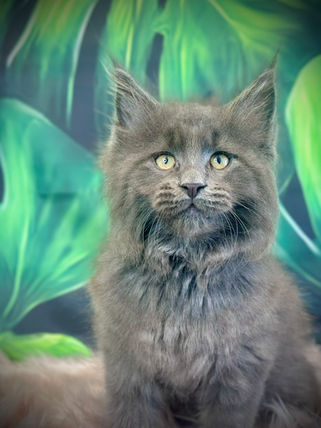 🎄 Maine Coon Les Aristocoons Max Blue Smoke