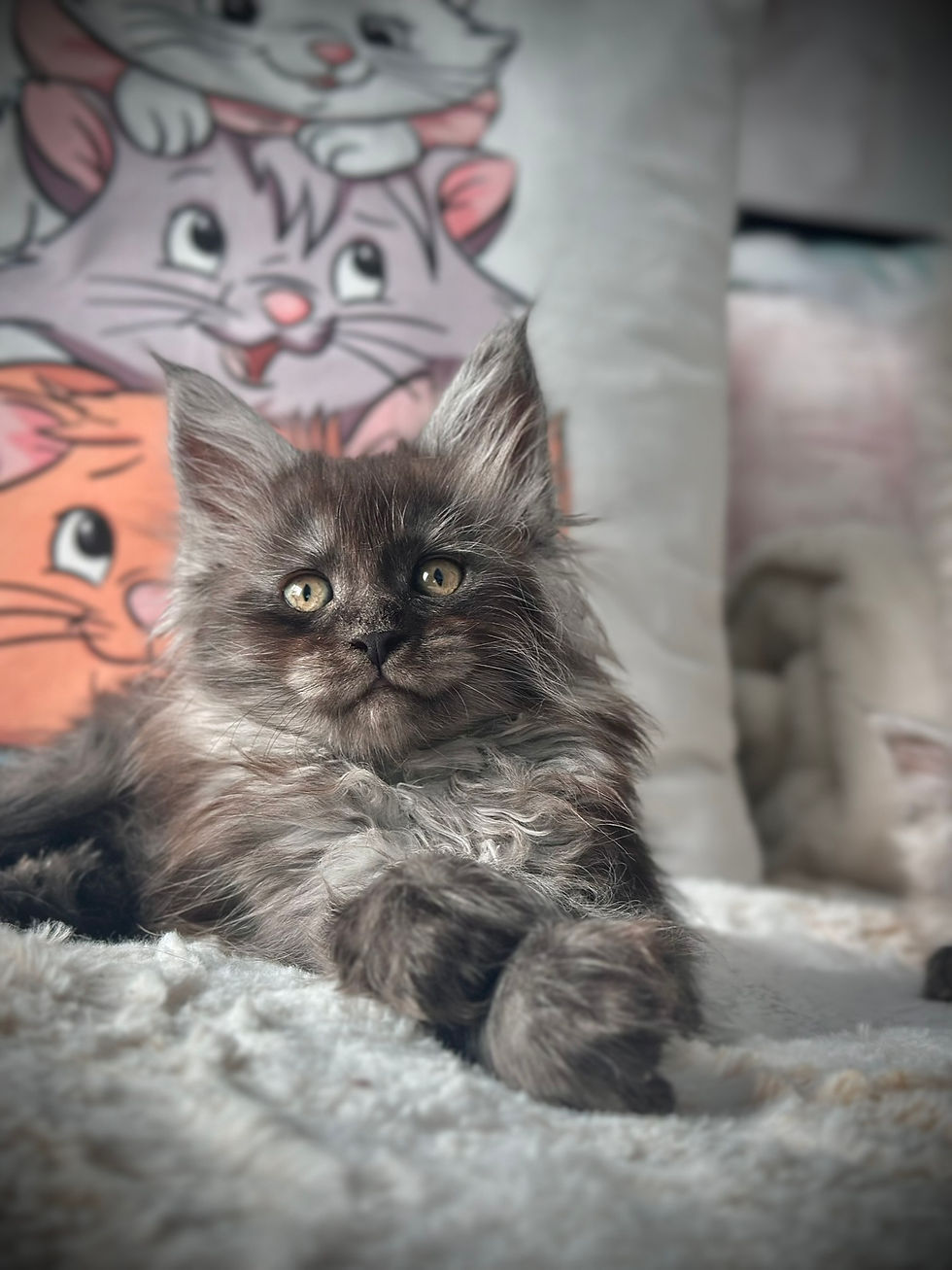 Les Aristocoons Betty Lou Maine Coon Black Smoke Polydactyle
