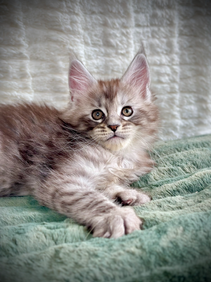 Radjah, 9-week-old Maine Coon