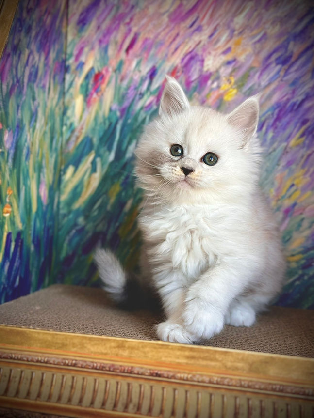 π Maine Coon Les Aristocoons Blanche Black Silver Shaded & Blanc