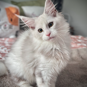 Aladdin Chaton Maine Coon de 15 semaines