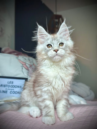🍎 Maine Coon Les Aristocoons Belle Black Silver Tabby & Blanc