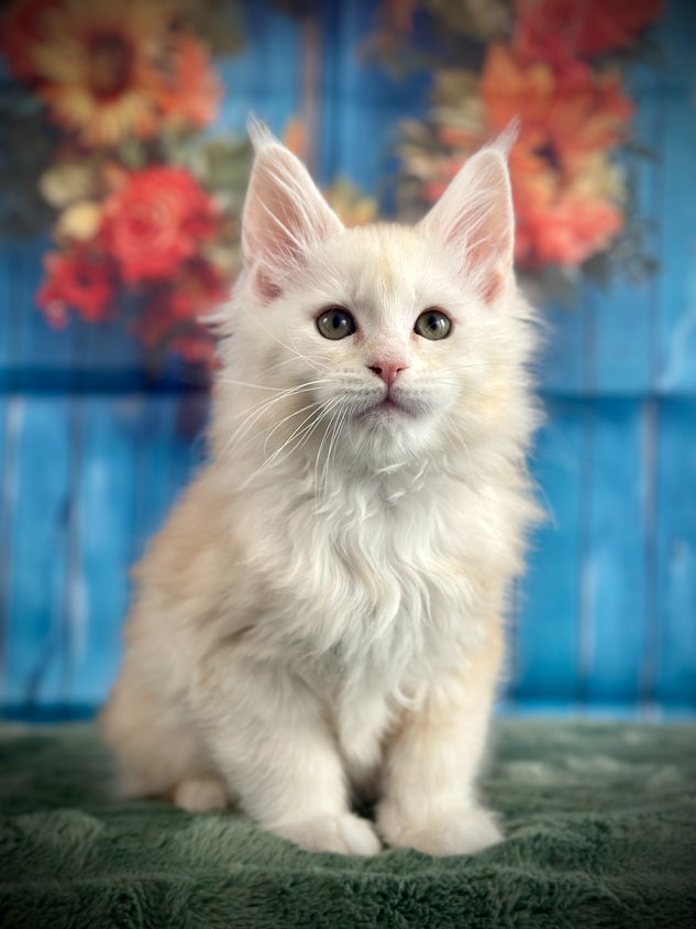 🌟Hook Maine Coon Red Smoke - 9 semaines de vie