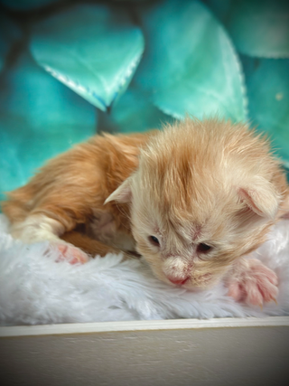 🌟 Peter Pan Maine Coon Red Smoke - 2-week-old kitten
