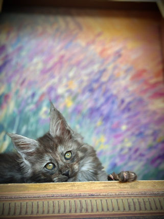 🪄 Maine Coon Les Aristocoons Hermione Black Smoke