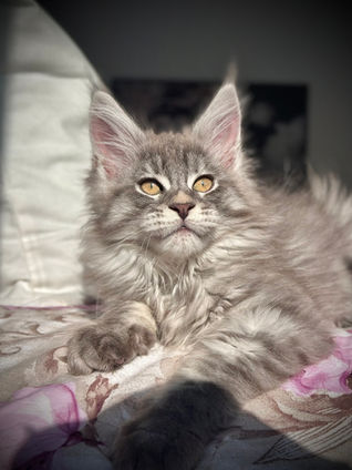 🎄 Maine Coon Les Aristocoons Grinch Blue Tabby