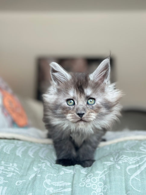 🪄 Maine Coon Les Aristocoons Narcissa Black Smoke