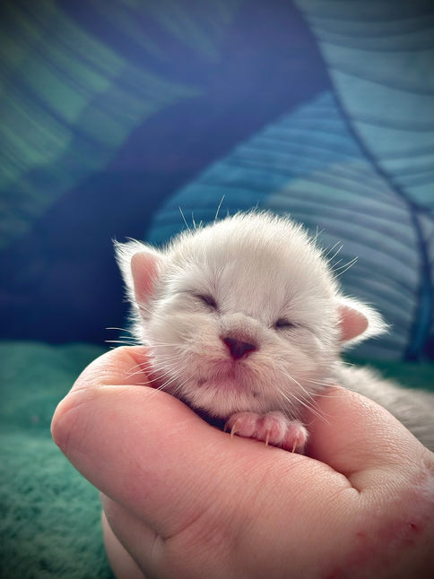 🍎 Maine Coon Les Aristocoons Happy Black Silver Shaded & Blanc