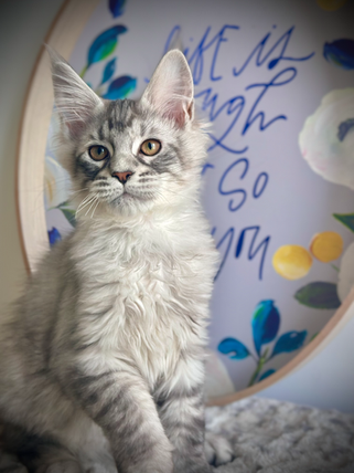 Radjah Chaton Maine Coon de 16 semaines